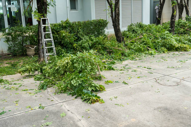 Tree Service